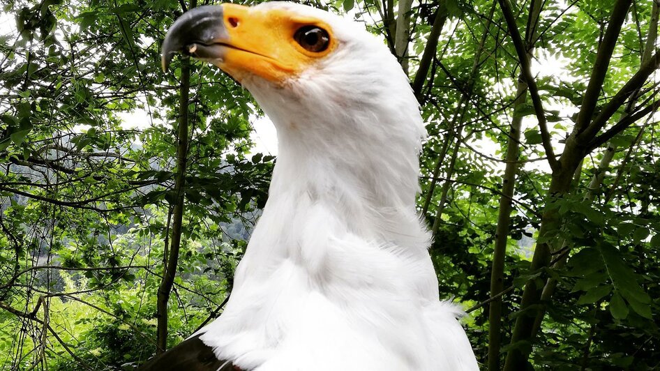 Schreiseeadler Aron