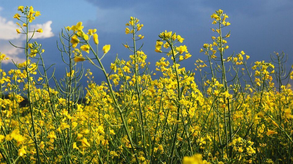 Rabsblüte bei Familie Reiter-Haas JA Kernöl | © Familie Reiter-Hass