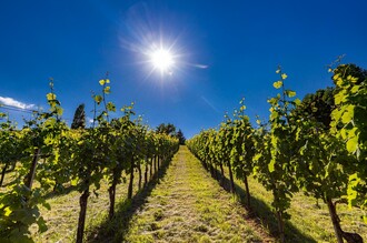 Weinberge | © TV Gamlitz, Harry Schiffer