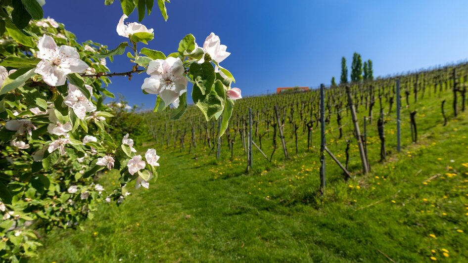 Frühling Gamlitz | © Harry Schiffer