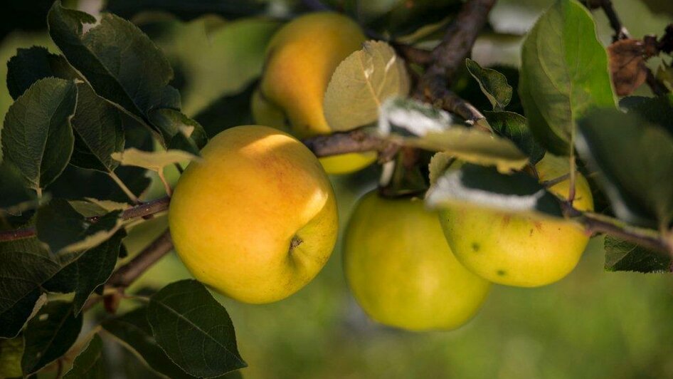 Obstweinmanufaktur Nestelberger | © Obstweinmanufaktur Nestelberger