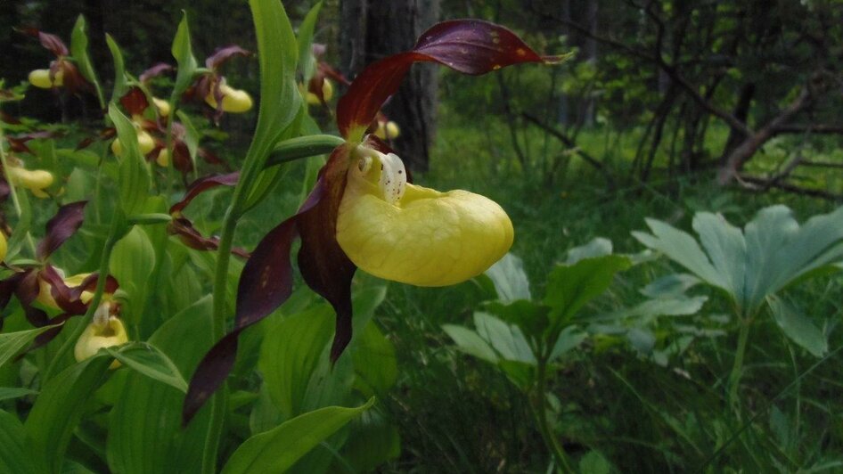 Die Frauenschuh Orchidee