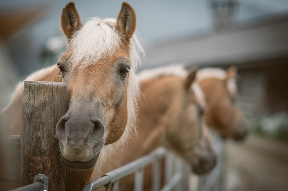 Reiterranch Rodeo - Impression #1 | © Stefan Leitner