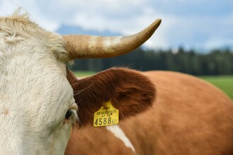 Ausseerland Salzkammergut, Bad Aussee | © TVB Ausseerland - Salzkammergut_Jacqueline Korber