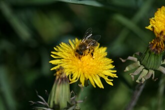 Bee_Pöllau_Eastern Styria | © Tourismusverband Oststeiermark