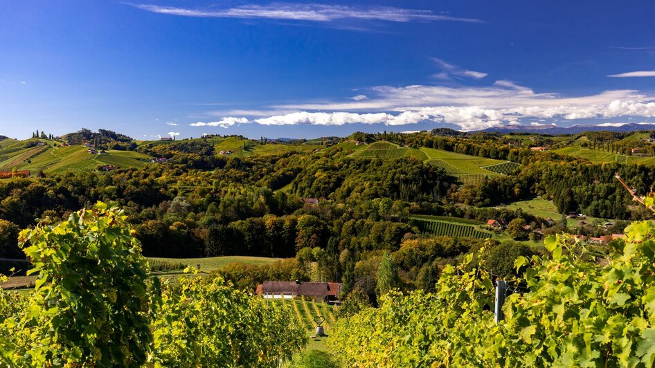 Gamlitz Weinberge | © Harry Schiffer, TV Gamlitz