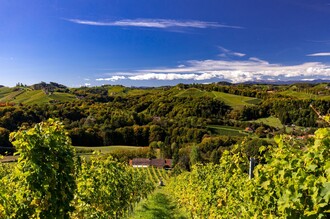 Gamlitz Weinberge | © Harry Schiffer, TV Gamlitz