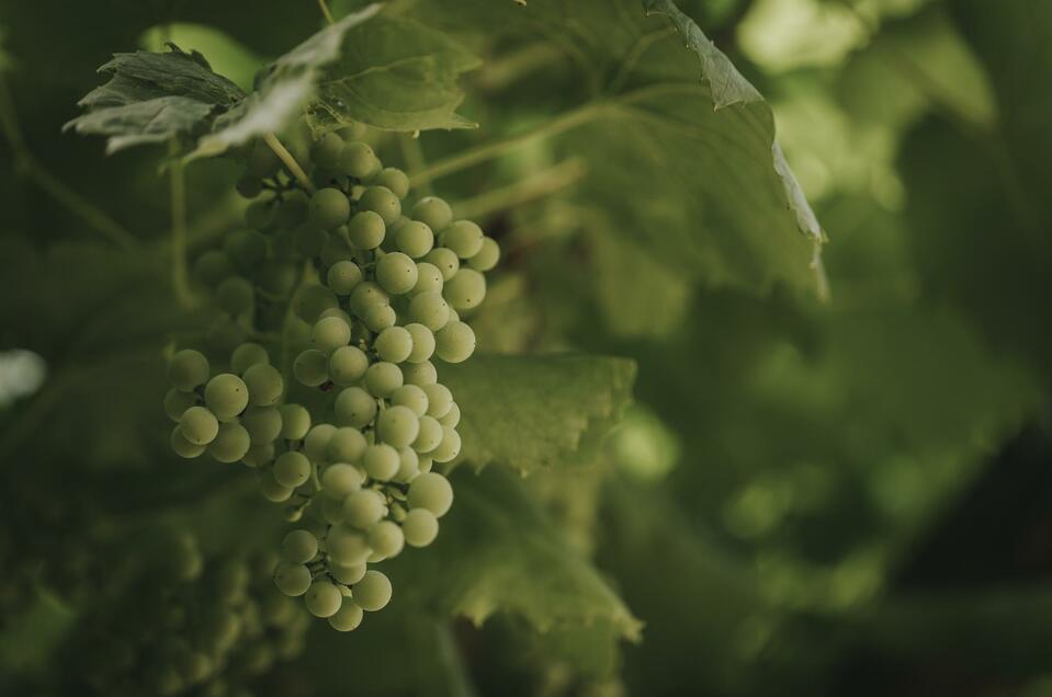 Weingut Familie Kainz vlg. Resch - Impression #1 | © Schilcherland Steiermark