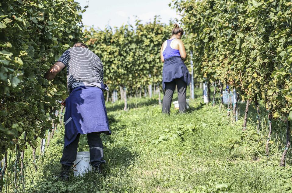 Weingut Hofer Harald vlg. Gödlsima - Impression #1 | © Weingut Hofer