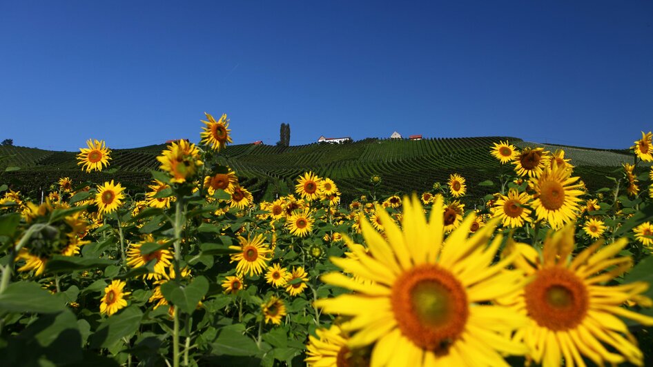 Weingut Strauss1 | © TV Gamlitz Edi Aldrian