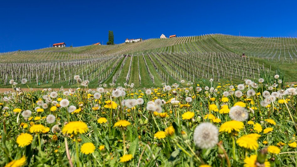 Gamlitz Landschaft Frühling | © Harry Schiffer, TV Gamlitz