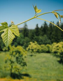 Weinrebe | © Schilcherland Tourismus | © Schilcherland Tourismus