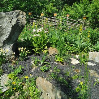 Alpine Herb Garden Käfer_Plants_Eastern Styria | © Alpenkräutergarten Käfer