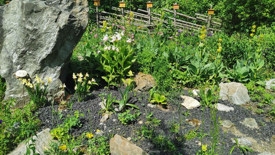 Alpenkräutergarten Käfer_Pflanzen_Oststeiermark | © Alpenkräutergarten Käfer