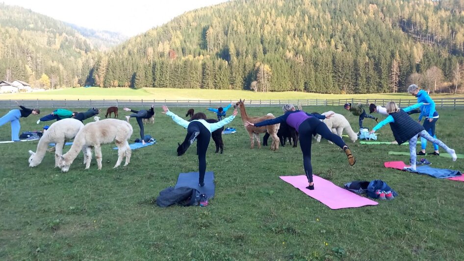 Alpaka-Yoga - Impressionen #2.1