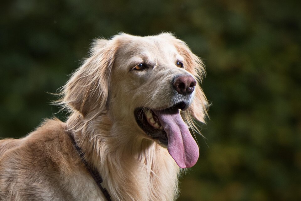 Golden Retriever bei der internationalen Rassehundeschau in Premstätten, Steiermark. | © STHK-Günter Franz Deutsch