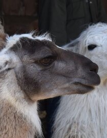 Feeding the llama | © Carolina Gigleitner | © Carolina Gigleitner