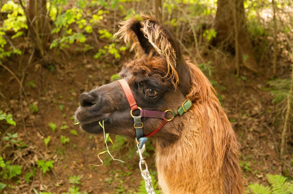 Lama Maxi | © Carolina Gigleitner