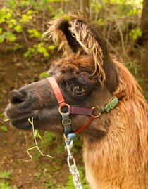 Llama Maxi | © Carolina Gigleitner | © Carolina Gigleitner