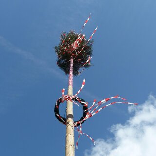 Maibaum_Oststeiermark | © Pixaby