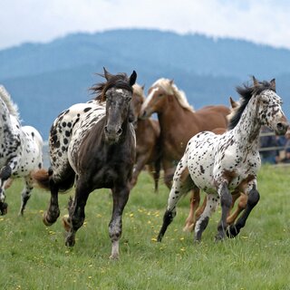 Letting the horses out_Herd_Eastern Styria | © Heinz Toperczer