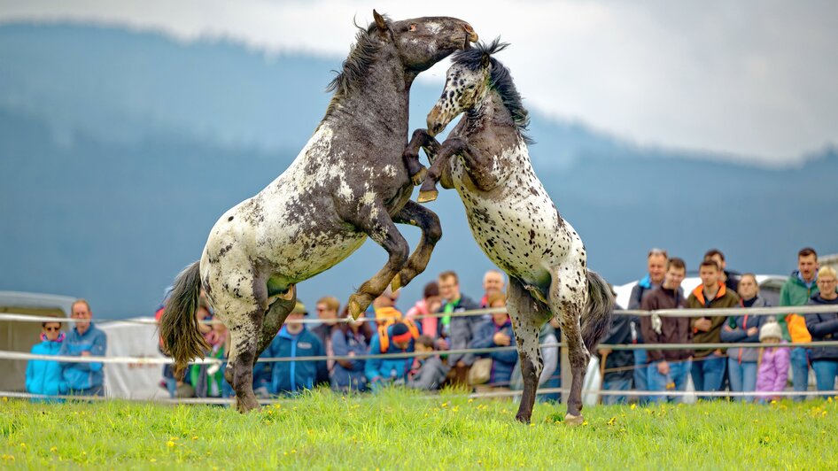 Ross auslassen_Kampf_Oststeiermark | © Heinz Toperczer
