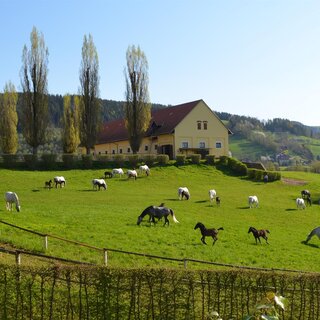 Lipizzaner Herde | © SHS