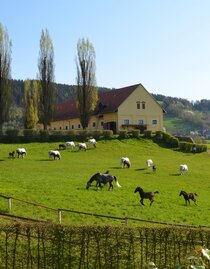 Lipizzaner Herde | © SHS | © SHS