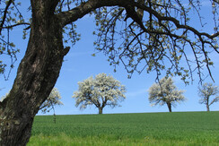 Hirschbirnbaum Allee
