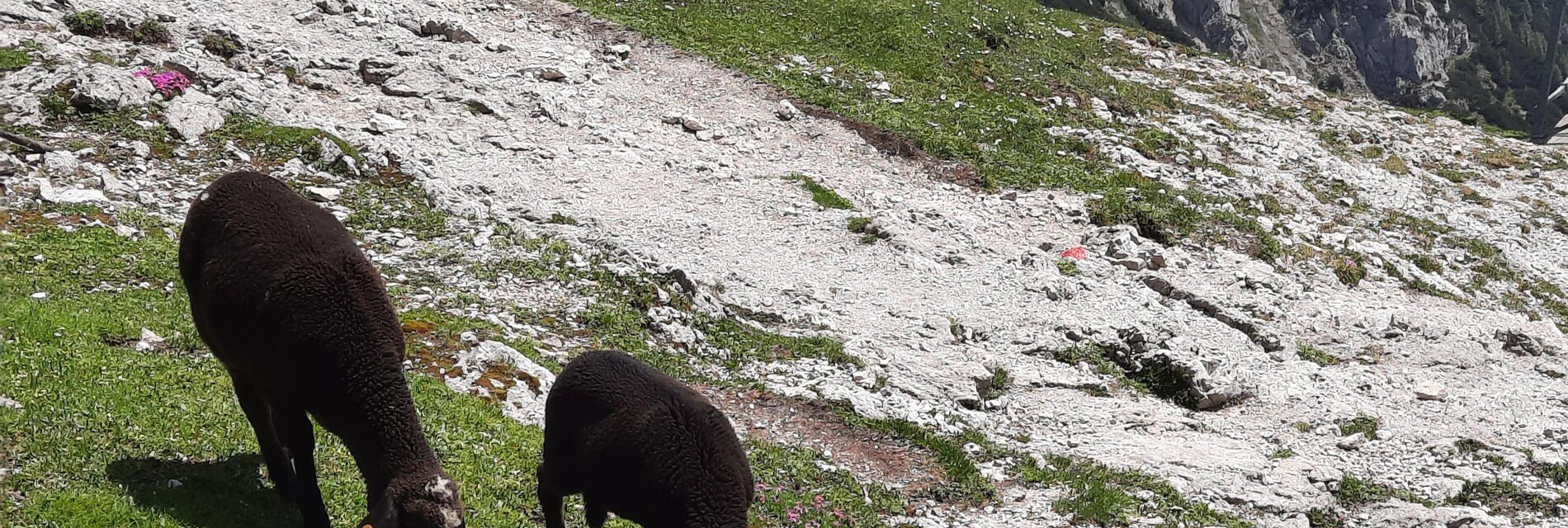 Wander Region Ramsau