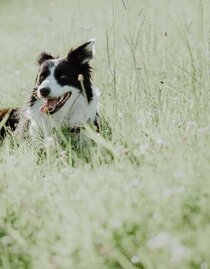 Hütehund Lilly am Michlbauernhof | Karner Karoline