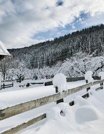 Winter | © Glanzer Karin | Glanzer Karin | © Glanzer Karin