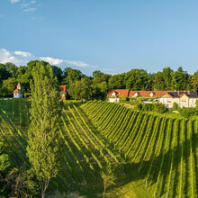 Weingarten Ried Rosenberg | © ©pixelmaker.at