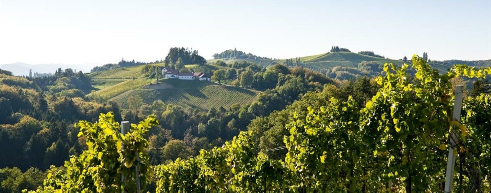 Blick auf das Weingut