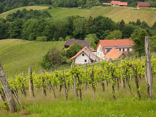 Weingut Resch | © Weingut Resch | Hermine Resch