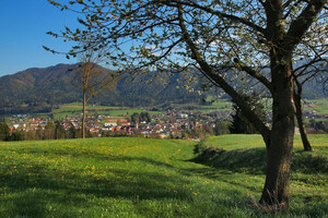 krieglach_baum_hiller | © Rothwangl