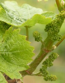 Weinblüte Juni | © Weingut Albert | © Weingut Albert