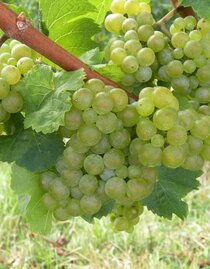 Riesling | © Weingut Albert | © Weingut Albert