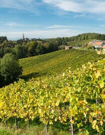 Weingut Pongratz Kranachberg_ | © Weingut Pongratz | © Weingut Pongratz