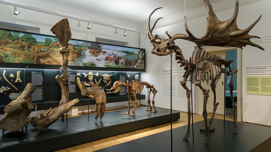 Joanneumsviertel - Naturkundemuseum | © UMJ - N. Lackner