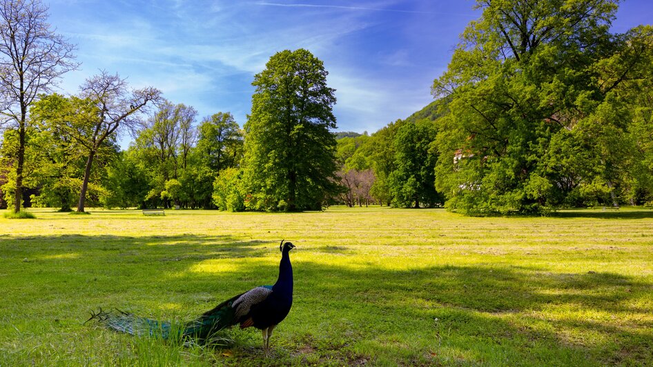 Der Schlosspark von Schloss Eggenberg mit einem Pfau im Vordergrund.