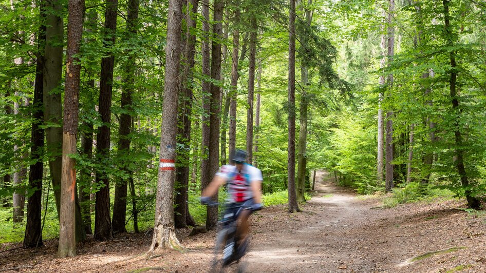 Der Weg ist das Ziel -  Den Buchkogel erwandern