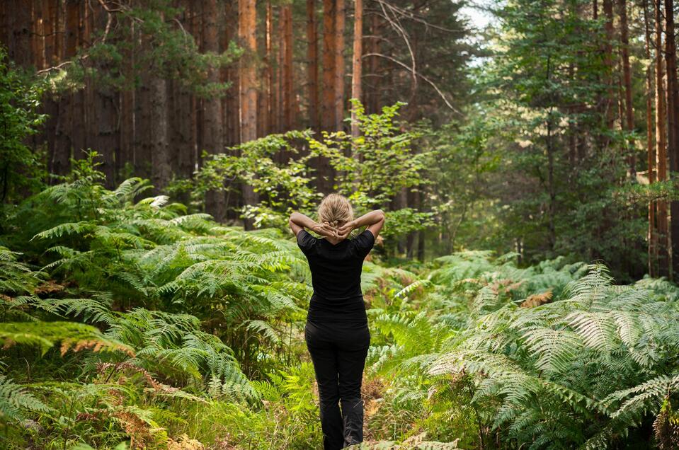 Natur.Kraft.Platz. im Wald | © ededchechine on Freepik