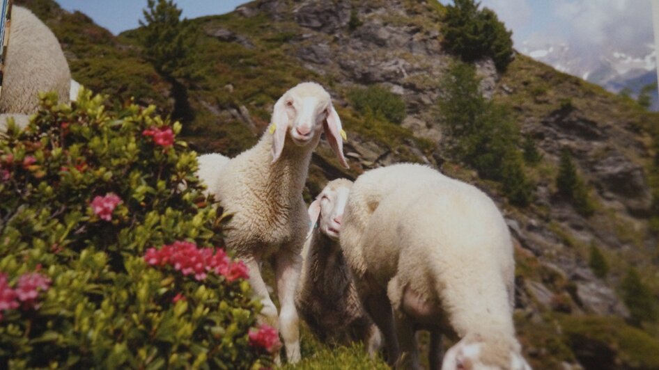 Genusstag "Ennstal Lamm" - Impressionen #2.3 | © Marianne Ritzinger 