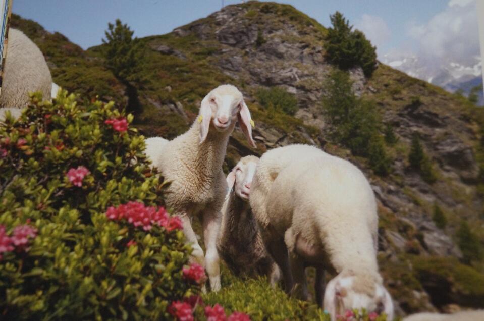 Genusstag "Ennstal Lamm" - Impression #1 | © Marianne Ritzinger 
