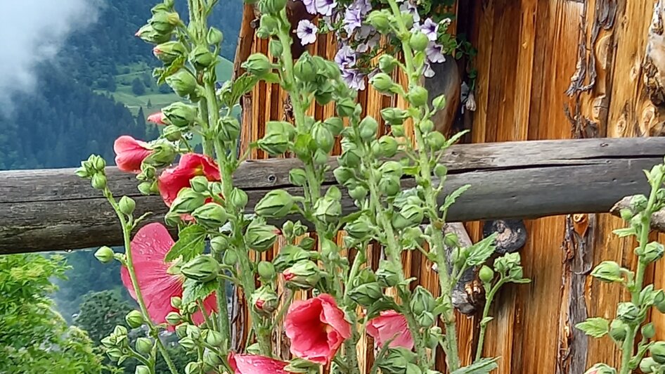 Hütte mit Blumen | © Elisabeth Seggl