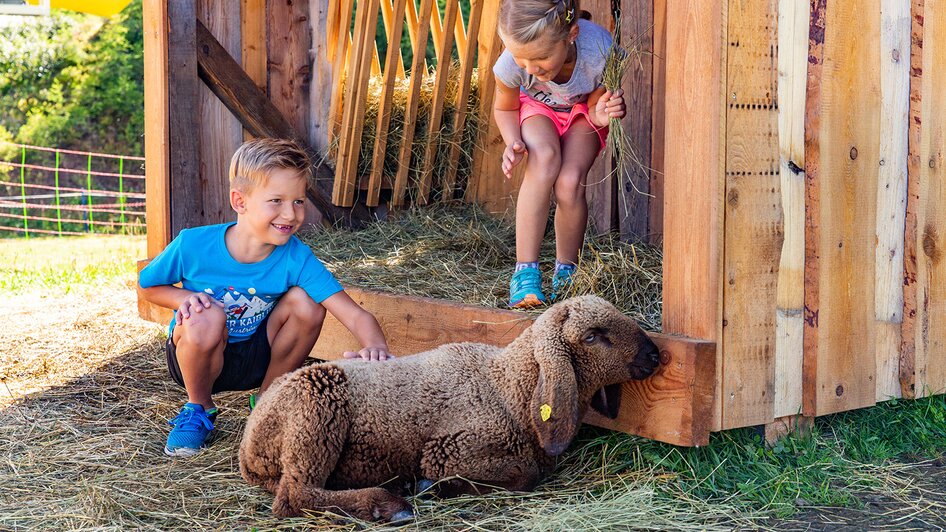 Kinder beim Streicheln eines Schafes