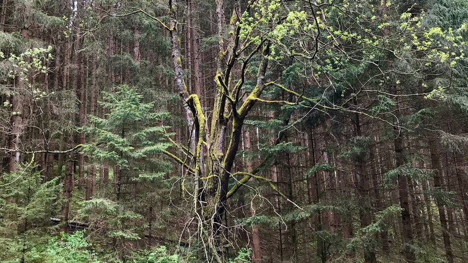 Natur pur auf dem Weg zum Kulm