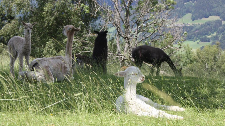 Lama und Alpaka am Klausnerhof | © Klausnerhof