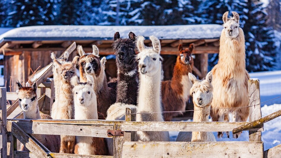 Lama und Alpaka am Klausnerhof | © TVB Haus-Aich-Gössenberg@René Eduard Perhab